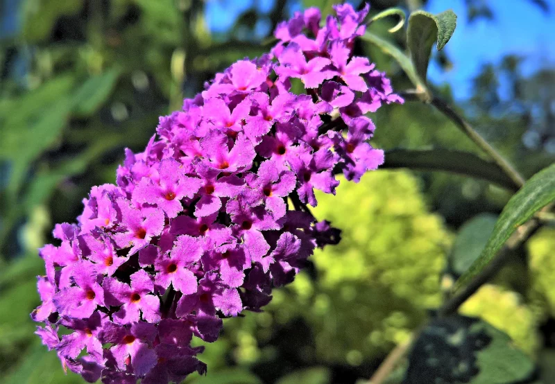 schmetterlingsflieder pflanzen frische gartenpflanze pflegetipps