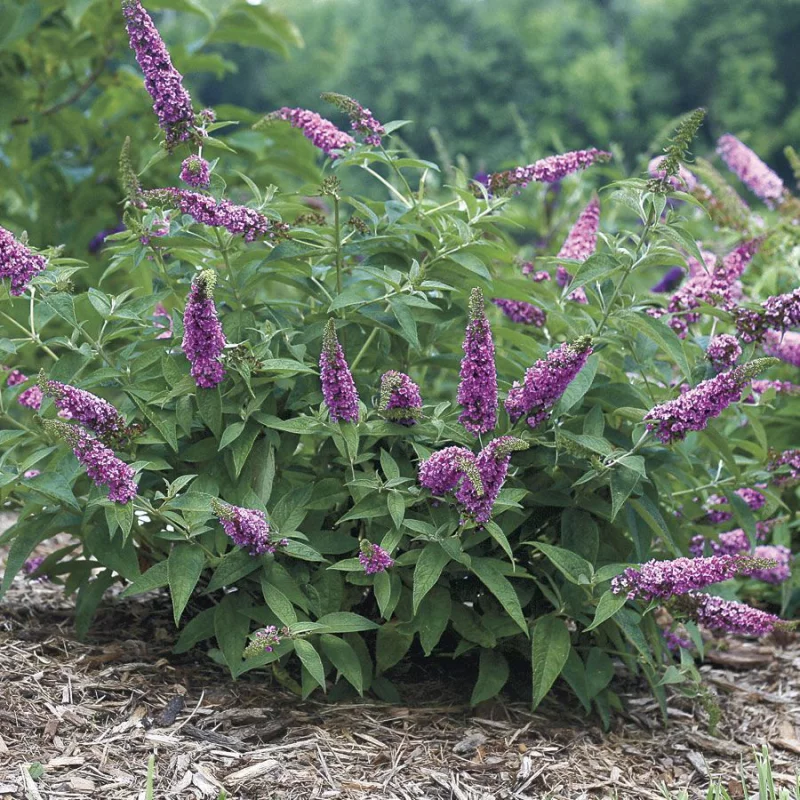 schmetterlingsflieder pflanzen gartenideen tipps