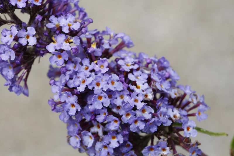 schmetterlingsflieder pflanzen gartentipps gartenpflanzen dekoideen