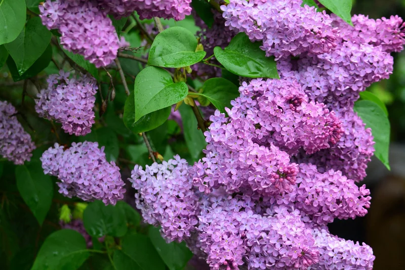 schmetterlingsflieder pflanzen sommerflieder schmetterlingsstrauch