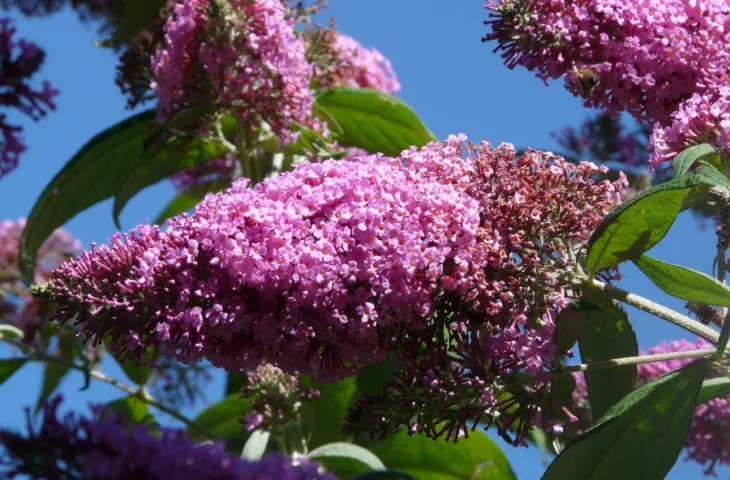 schmetterlingsflieder pflanzen verschiedene farben sommerflieder