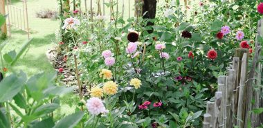 Dahlien am Gartenzaun pflanzen 