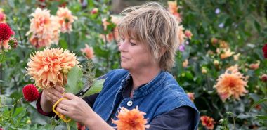 Junge Frau im Garten beim Pflegen von Dahlien 