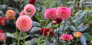 pink farbene kugelförmige Dahlienblüten 
