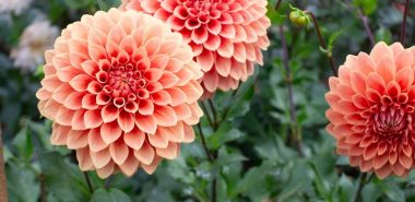 kugelförmige orangefarbene Dalienblüten 