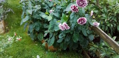 fein gemusterte Dahlienblüten im Garten 