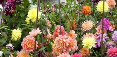 Die Farbpalette der Blüten der Dahlie ist reich 