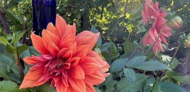 orangefarbene Sterndahlien im Garten 