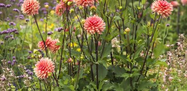 schöne Dahlien wachsen hoch im Garten 