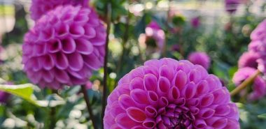 lilafarbene Dahlien - ein Blickfang im Garten 