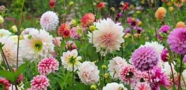 Dahlien in schönen Farben, aber nicht in Blau oder Schwarz