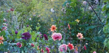 Dahlien blühen im Spätsommer im Garten