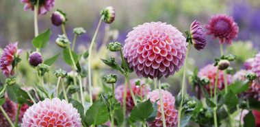 kugelförmige Blüten der Dahlie in einer zarten Rosanuance 