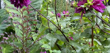 lilafarbene sternförmige Dahlien im Garten 