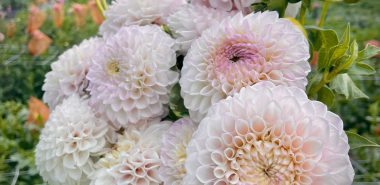 hellrosa kugelförmige Dahlien im Garten 