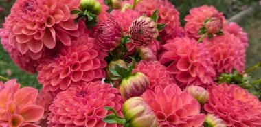 zahlreiche Dahlien in einer zarten Blütenfarbe