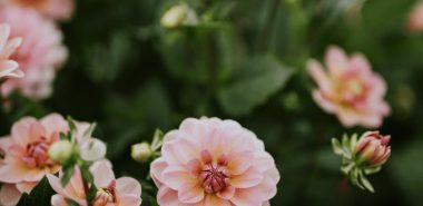 rosa Dahlien sind wunderschöne zarte Naturkreationen 