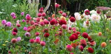 schöne Dahlien bringen mehr Farbe in den Garten 