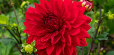 rote Dahlie mit prächtiger Blüte im Garten 