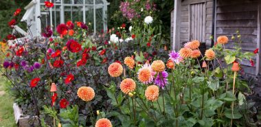 orangefarbene, lila und rote Dahlien im Garten 