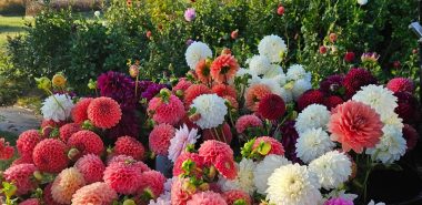 prächtige Dahlien in verschiedenen Farben 