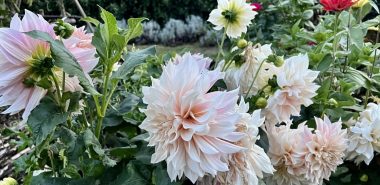 schöne hellrosa Dahlienblüten 