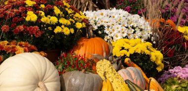 Kürbisse und Herbstblumen in kräftigen Farben machen die Deko aus