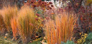 Ziergräser als Schmuck im Herbstgarten 