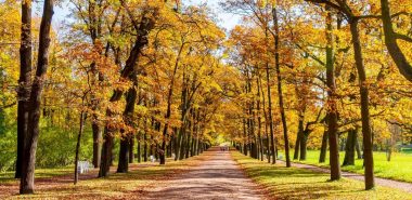 schöne Allee im Garten im Herbst 