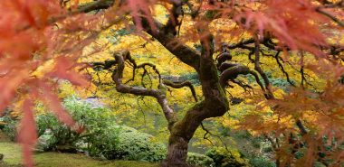 bunt verfärbter Baum als Hingucker