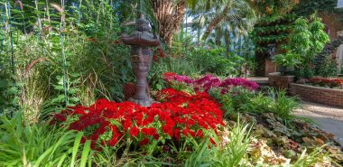 blühende Gartenblumen als Blickfang 