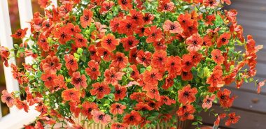 Kurbisse und schöne Topfpflanzen schmücken die Terrasse im Herbst 