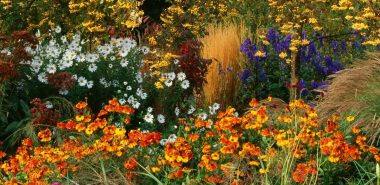 dank der Herbstblumen hat man viel Farbe im Garten 