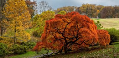 Es gibt Bäume, die zum Hingucker im Herbstgarten werden 