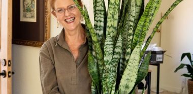 Frau bringt den Blumentopf mit Sansevieria ins Freie
