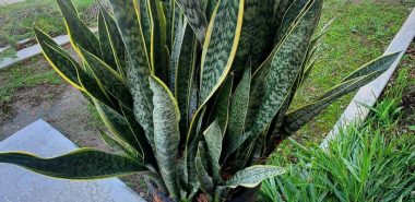 Sansevieria steht draußen im Garten