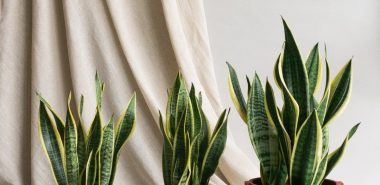 drei dunkelroten Töpfe mit Sansevieria