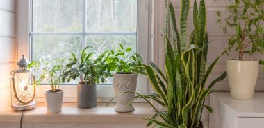 schönes Arrangement mit grünen Zimmerpflanzen vor dem Fenster
