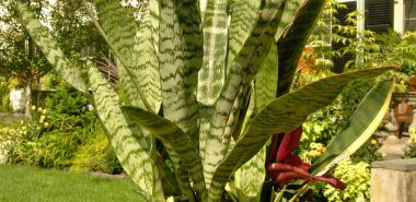 Bogenhanf im Topf steht im Garten 
