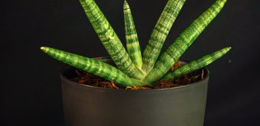 Sansevieria kommt in verschiedenen Blattformen vor 