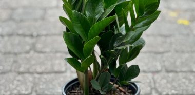 Zamioculcas steht im Freien