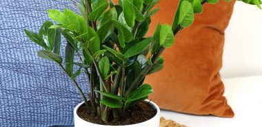 Glückfeder - robuste und pflegeleichte Exotin zu Hause 