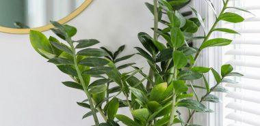 schön glänzende Blätter - ein Merkmal der Zamioculcas