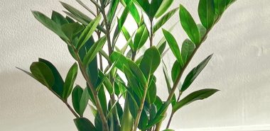 alle 2-3 Jahre die Zamioculcas umtopfen