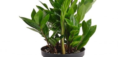 Zamioculcas richtig pflegen 