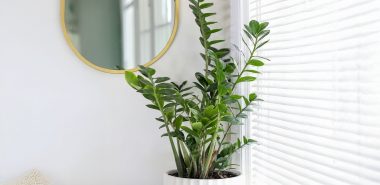 Zamioculcas pflegen - Standort vor dem Fenster 