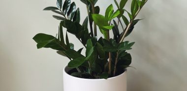 ein Hingucker im eigenen Zuhause