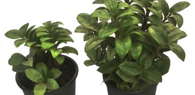 Zamioculcas pflegen - niedrige Exemplare 