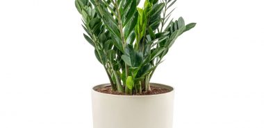 Zamioculcas im weißen Topf - ein Highlight 