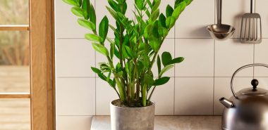 Zamioculcas pflegen - in der Küche 